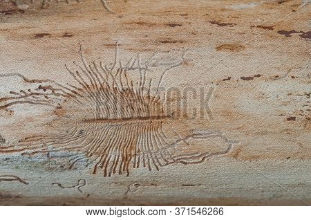 The Imprint Of The Bark Beetle Under The Bark Of The Tree