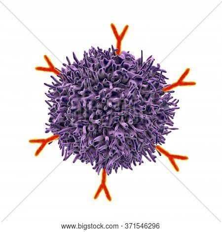 B-cell And Antibodies, 3d Illustration. Principles Of Immunity