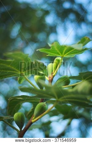 Green Unripe Figs (ficus Carica) On The Tree.