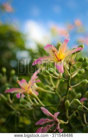 Colorful, Exotic Flower Of A Silk Floss Tree (ceiba Speciosa) On A Bright Summer Day. Close Up Shot.