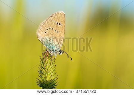 Closeup Little Icaro Butterfly On A Flower. Blurred Natural Background.