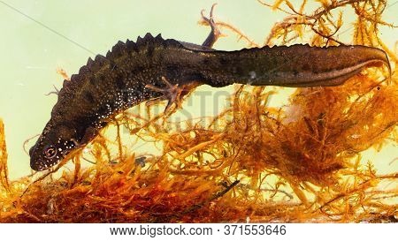 Male Danube Crested Newt Hiding Between Water Grass On Bottom Of River
