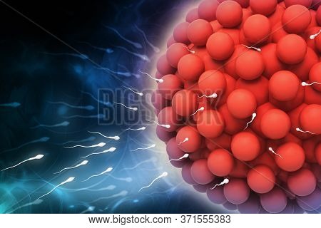 3d Rendered Blastocyst Isolated On A Color Background