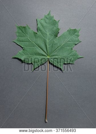 Norway Maple Acer Image Photo Free Trial Bigstock