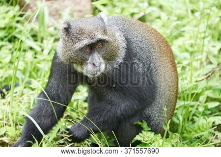 Blue Monkey Diademed Monkey Cercopithecus Mitis Portrait Species Of Old World Monke