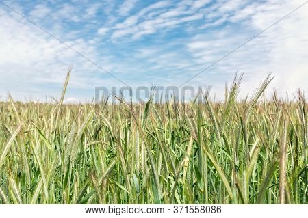 Scenic Landscape Of Growing Young Organic Wheat Stalk Field Against Blue Sky On Bright Sunny Summer 