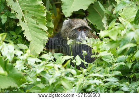Blue Monkey Diademed Monkey Cercopithecus Mitis Portrait Species Of Old World Monke