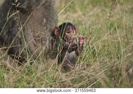 Olive Baboon Baby Papio Anubis Anubis Baboon Cercopithecidae Old World Monkey