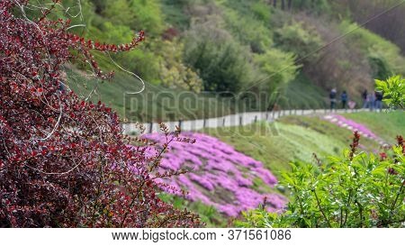 Floral Background From The Phlox Of The Subulate