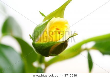 Giallo rosa isolato su sfondo bianco