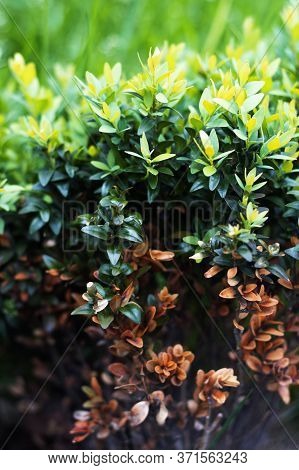 The Bush With Three Types And Shades Of Foliage Was Shot Close-up