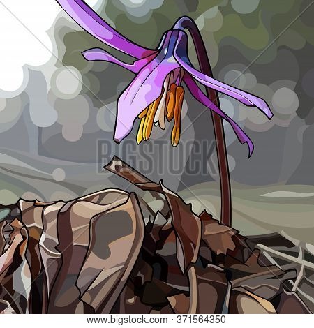 Painted Lilac Flower Siberian Fawn Lily Growing In The Soil. Vector Image