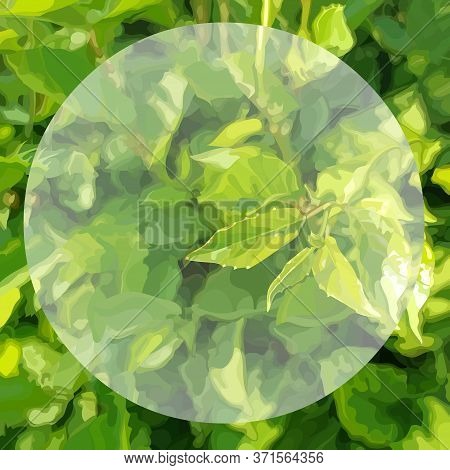 Square Green Summer Background Of Dense Vegetation With Circle In The Middle. Vector Image