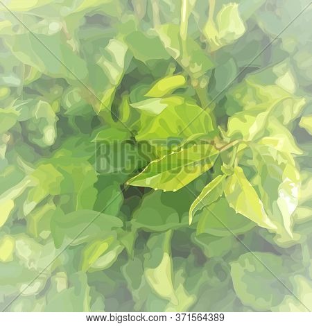 Square Light Green Summer Background With Dense Vegetation And Young Leaves. Vector Image