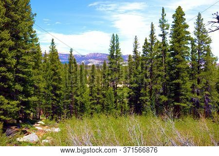 Lush Grassy Alpine Meadow Surrounded By A High Altitude Lodgepole Pine Forest Taken In The Rural Sie