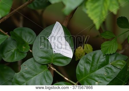 A Pointed Flatwing Butterfly (micronia Aculeata), At Rest On A Rather Large Green Leaf In The Garden