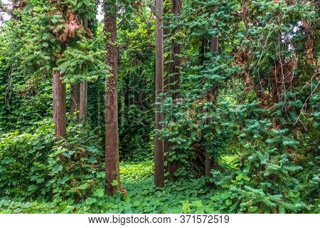 Forest Of Straight Cryptomeria Trees, Or Japanese Cedar. Dense Forest Of Cryptomeria Trees. Cryptome