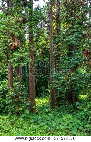 Forest Of Straight Cryptomeria Trees, Or Japanese Cedar. Dense Forest Of Cryptomeria Trees. Cryptome