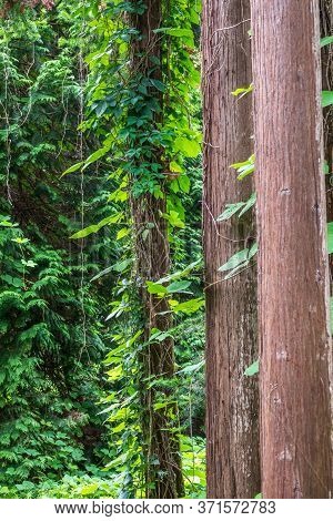 Straight Trunks Of Evergreen Trees Cryptomeria. Forest Of Straight Cryptomeria Trees, Or Japanese Ce