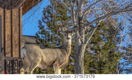 Panorama Female Deer On The Snowy Yard Of A Wooden Home In Park City Utah During Winter