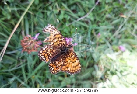 Great Spangled Fritillary Butterfly With Colorful Orange Patterned Wings Sips Nectar From Wildflower