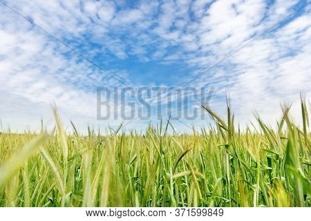 Scenic Landscape Of Growing Young Organic Wheat Stalk Field Against Blue Sky On Bright Sunny Summer 