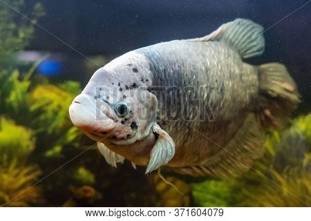 Giant Gourami Fish, Osphronemus Goramy Swims In An Aquarium.