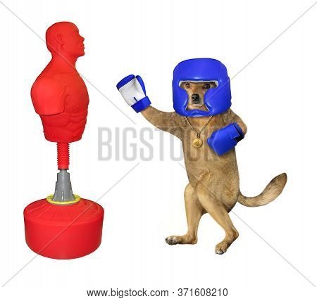 The Beige Dog Boxer In A Blue Boxing Helmet And Gloves With A Golden First Place Medal Is Hitting Th