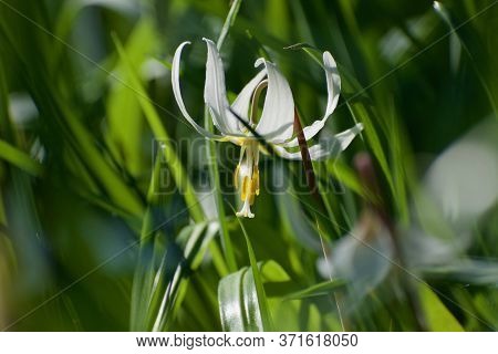 Single Delicate Flower Of White Faun Lilly Surrounded By Green Leaves In Morning Sun Of Spring Time,