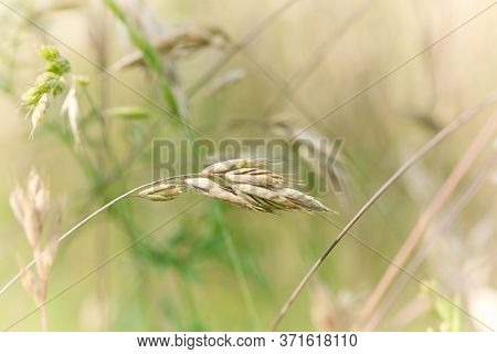 Nature Background With Wildgrass Under Sunlight. Selective Focus. Plant Background.