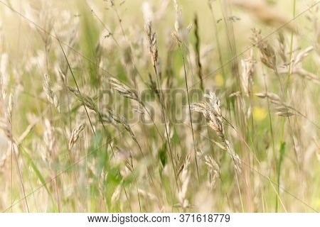 Nature Background With Wildgrass Under Sunlight. Selective Focus. Plant Background.