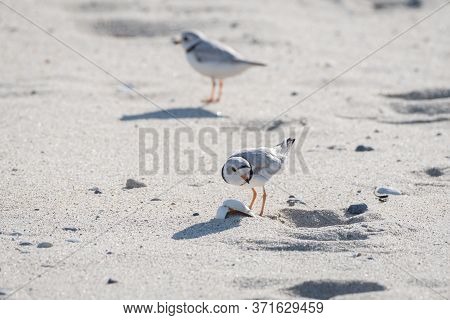 Piping Plover Is A Near Threatened Sand-colored, Sparrow-sized Coastal Shorebird. The Sand Shrimp Is
