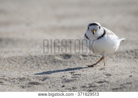 Piping Plover Is A Near Threatened Sand-colored, Sparrow-sized Coastal Shorebird.photographed At Hea