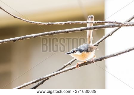 Portrait Of Ashy Prinia (prinia Socialis) Perching On A Twig