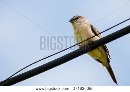 Portrait Of Indian Silverbill (euodice Malabarica) Perching On A Wire With Blue And Clear Sky In The