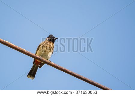 Portrait Of Red Vented Bulbul (pycnonotus Cafer) Perched On A Metal Rod With Clear And Blue Sky In T