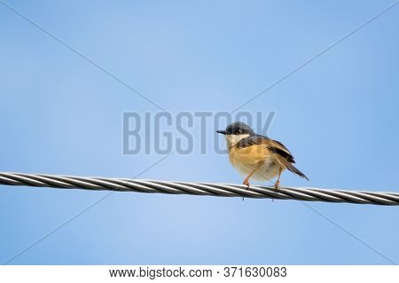 Portrait Of Ashy Prinia (prinia Socialis) Perching On A Powerline With Blue And Clear Sky In The Bac