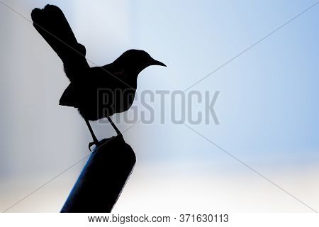 Silhouette Of Indian Robin (copsychus Fulicatus) Perching On A Pole