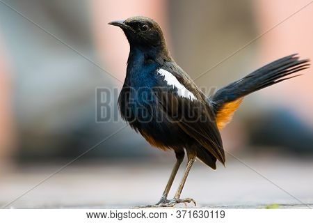 Closeup Portrait Of Indian Robin (copsychus Fulicatus)