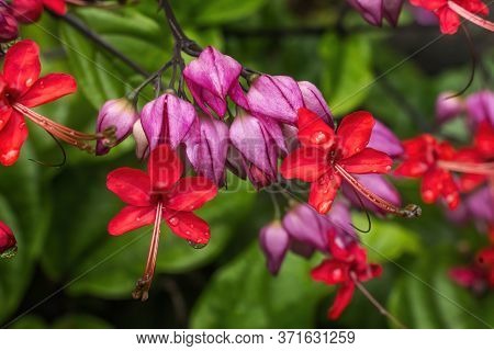 Pink Egyptian Starcluster Pentas Lanceolata Bush Green Leaves Easter Island Chile
