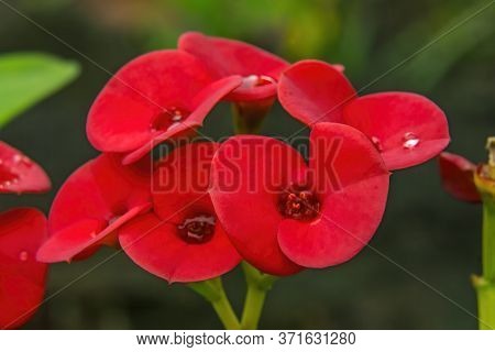 Pink Egyptian Starcluster Pentas Lanceolata Bush Green Leaves Easter Island Chile