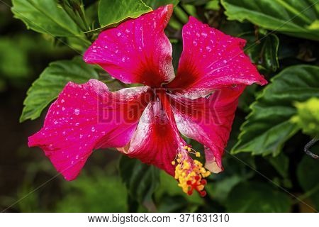 Pink Egyptian Starcluster Pentas Lanceolata Bush Green Leaves Easter Island Chile