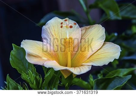 Pink Egyptian Starcluster Pentas Lanceolata Bush Green Leaves Easter Island Chile
