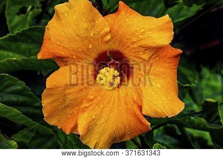 Pink Egyptian Starcluster Pentas Lanceolata Bush Green Leaves Easter Island Chile