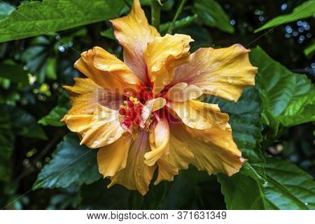 Pink Egyptian Starcluster Pentas Lanceolata Bush Green Leaves Easter Island Chile
