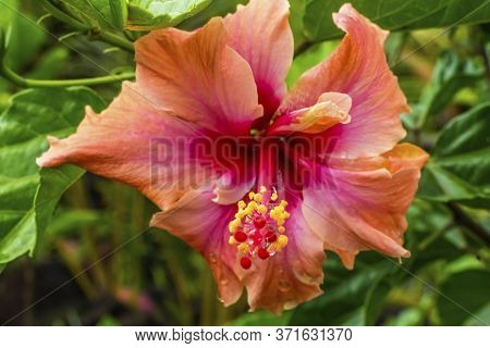 Pink Egyptian Starcluster Pentas Lanceolata Bush Green Leaves Easter Island Chile