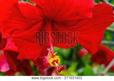 Pink Egyptian Starcluster Pentas Lanceolata Bush Green Leaves Easter Island Chile