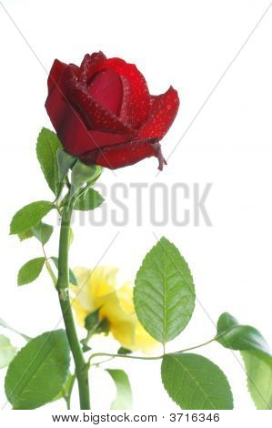 Rosso e giallo rosa e gocce isolate On White Background