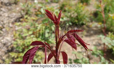 A Young Rose Escape With A Bud On A Blurred Background.
