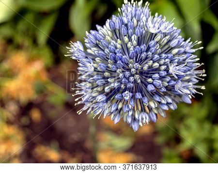 Blooming Blue Decorative Onion Plant With The Latin Name Allium Caeruleum On A Blurred Natural Backg